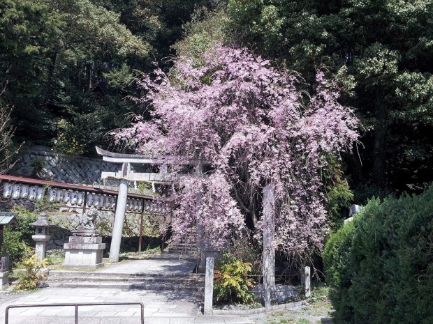 20140409枝垂桜　八神社