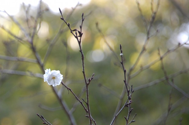 14.10.17 (70)十月桜