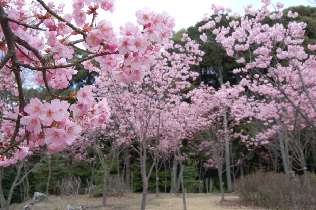 16.03.25 (39)陽光桜（若王子桜花苑